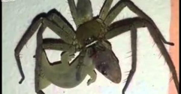 بالفيديو.. عنكبوت ضخم يفترس «برص» حي