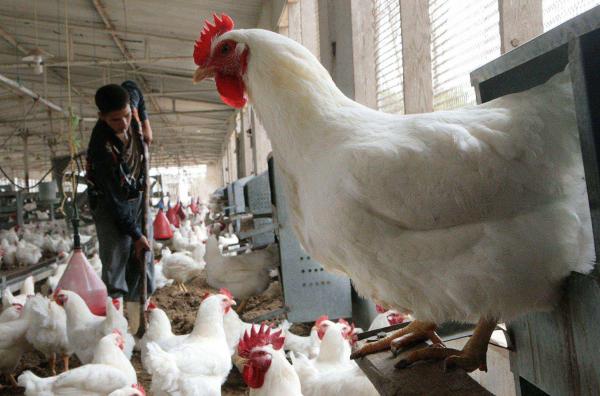 مهنيو الدجاج بالمغرب يحذرون المواطنين بعد انتشار هذه الشائعة