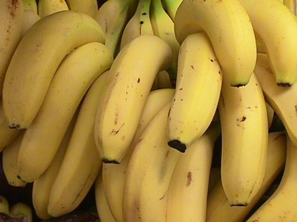 الموز قد يحل محل البطاطس كمصدر غذائى لملايين البشر