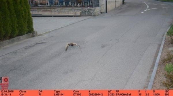 سويسرا: تغريم بطة بعد مخالفتي سرعة تجاوزت فيهما 20 كيلومتراً في الساعة