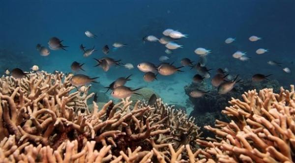 يونسكو توصي بإدراج الحاجز المرجاني العظيم بأستراليا على قائمة المواقع المعرضة للخطر