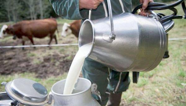 شركات الحليب تمتنع عن اقتناء الحليب من الفلاحين بسبب الحمى القلاعية