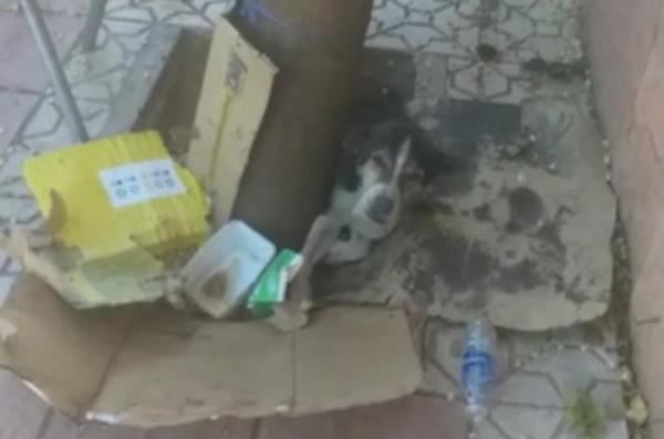 فيديو لكلب يُصدر صوتا محزنا من شدة ألمه من كسور يهز مواقع التواصل الإجتماعي بالمغرب