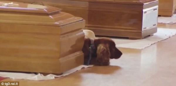 بالفيديو: كلب وفي يرفض ترك تابوت صاحبه الذي توفي في زلزال إيطاليا