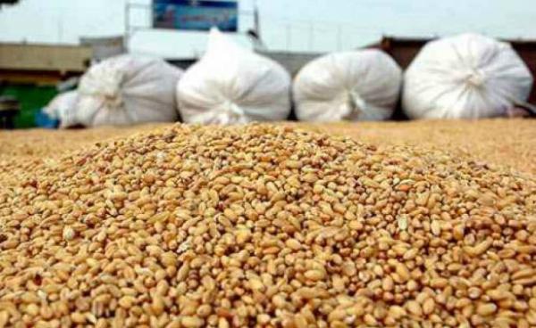 الحكومة تقرر رفع رسم استيراد القمح لحماية الفلاحين