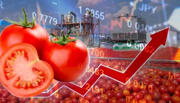 فلاح يكشف ل"أخبارنا" سبب ارتفاع أسعار الطماطم بالأسواق الوطنية
