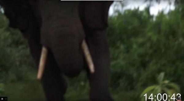 بالفيديو: ناشط بريطاني  كاد يفقد حياته بسبب هجوم فيل غاضب