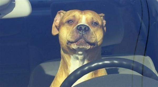 الشرطة تطارد سيارة مجنونة على طريق سريع فتفاجأ أن قائدها كلب بيتبول