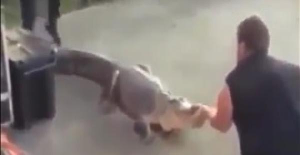 رجل ينجو بأعجوبة من فك تمساح ضخم (فيديو)
