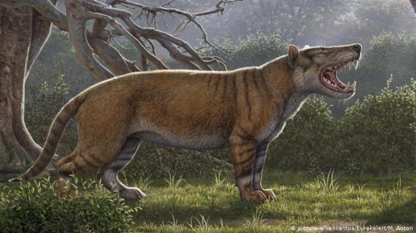 اكتشاف أكبر حيوان ثديي مفترس عاش على سطح الأرض