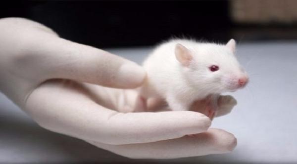 علماء يبتكرون أول "جنين" صناعي لفأر من خلايا جذعية