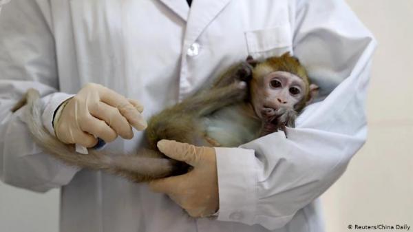 هل زراعة خلايا بشرية في أنسجة الحيوانات أمر ”أخلاقي"؟