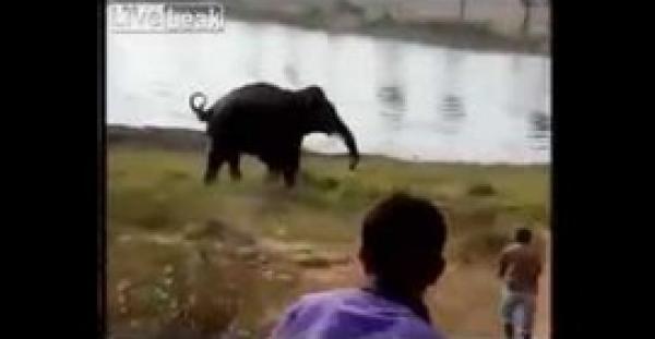 بالفيديو.. فيل يقتل مراهقا خلال نوبة هياج عاطفي