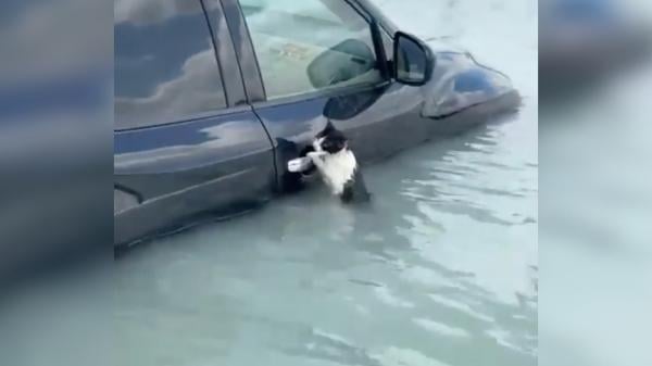 لحظة إنقاذ قطة تعلقت بمقبض باب سيارة خلال فيضانات الإمارات(فيديو)