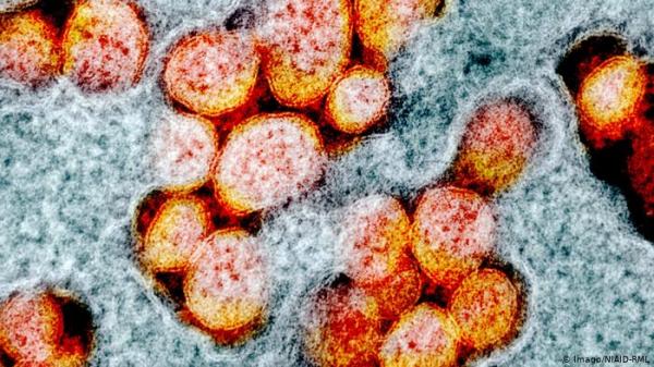دراسة ايطالية: الأجسام المضادة لفيروس كورونا تستمر في الجسم ثمانية أشهر على الأقل