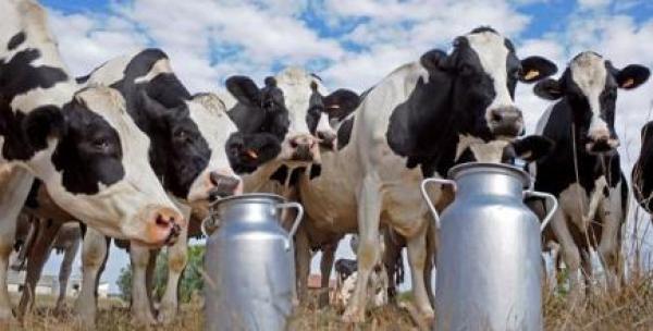 مربو الأبقار "يثورون" على شركات الحليب لهذا السبب