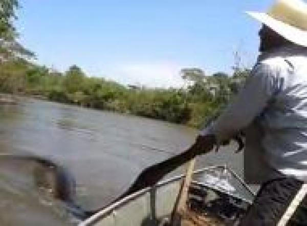 بالفيديو.. رجل يصطاد "أناكوندا عملاقة" بيدين عاريتين