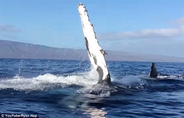 بالفيديو والصور.. أنثى الحوت الأحدب تهاجم قاربا للسياح