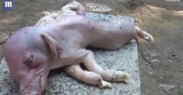 بالفيديو.. ولادة غريبة لخنزير بجسدين و8 أرجل