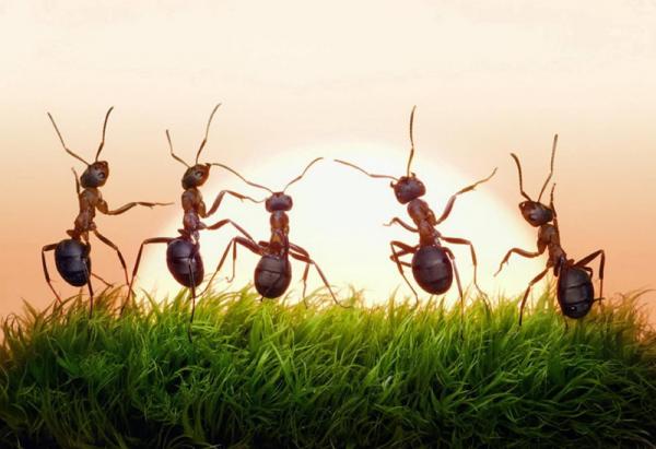 حاربي النمل بعجينة الصودا والسمسم