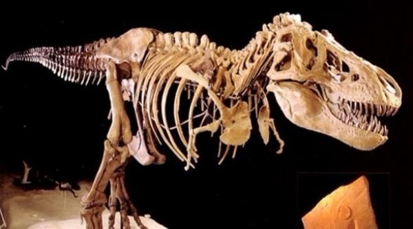 اكتشاف فصيلة تيتانوصورات جديدة