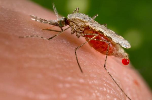 تعديل البعوض وراثيا لمكافحة الملاريا