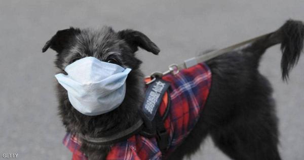 تسجيل أول إصابة بفيروس كورونا لدى "كلب"
