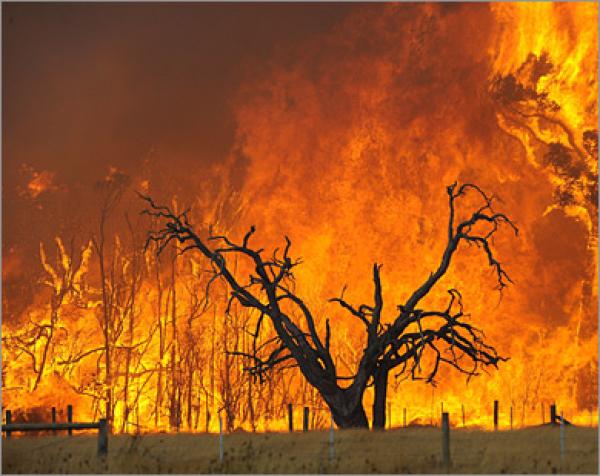 السيطرة على حريق غابوي شب بإحدى الغابات المجاورة لمدينة المضيق