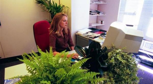 النباتات الخضراء في المكتب تزيد إنتاجية الموظفين