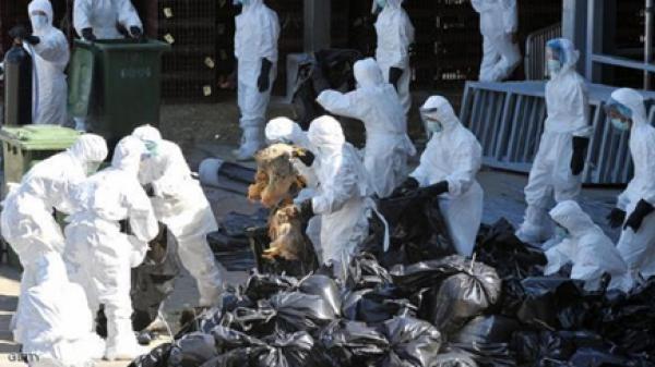 اليابان تعدم 200 ألف دجاجة بسبب أنفلونزا الطيور