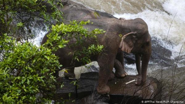 تفاصيل درامية لحادث غرق 11 فيلا في تايلاند
