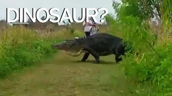 بالفيديو: هل هذا تمساح أم ديناصور؟