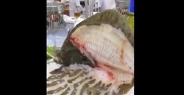 بالفيديو.. مطعم يقدم كل وجباته من الأسماك الحية