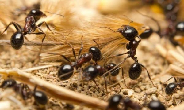 النمل الذي يتعرض لعزلة اجتماعية لديه نفس ردة الفعل التي يتفاعل بها البشر والثدييات الأخرى