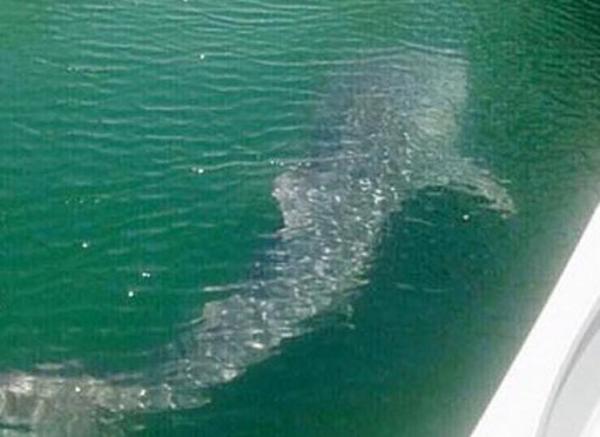 بالفيديو: "القرش الحوت" يفاجئ سكان دبي مارينا