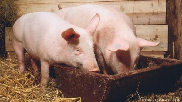السجن لمزارعين استوردا السائل المنوي للخنازير