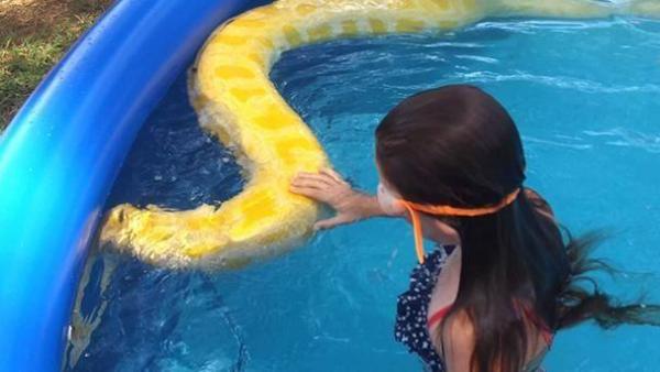 بالفيديو: طفلة تمارس السباحة برفقة أفعى ضخمة