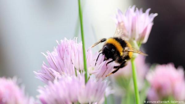 دراسة: النحل الطنان يعرف الأشياء باللمس