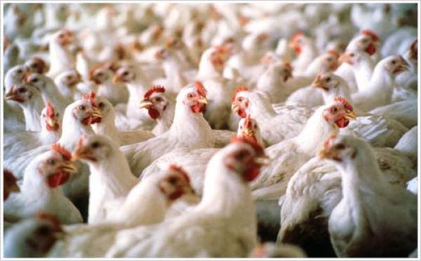 موقف الجمعية الوطنية لمنتجي لحوم الدواجن من ارتفاع أسعار الدجاج (بلاغ)