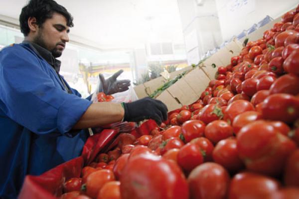الروس يقبلون على الطماطم المغربية والصادرات نحو روسيا في خط تصاعدي