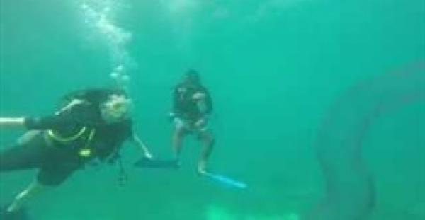 بالفيديو.. ظهور «دودة» عملاقة تحت الماء في الفلبين