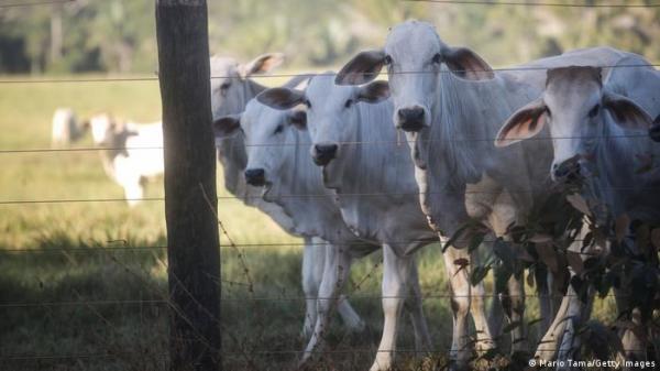 تقنية ضوئية جديدة لمعالجة روث الأبقار والحفاظ على بيئة نقية