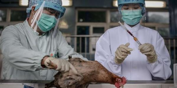 تسجيل إصابة جديدة بفيروس "إتش 7 إن 9" في الصين