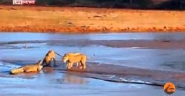 بالفيديو .. معركة ضارية بين تمساح و3 أسود على جثة فيل نافق