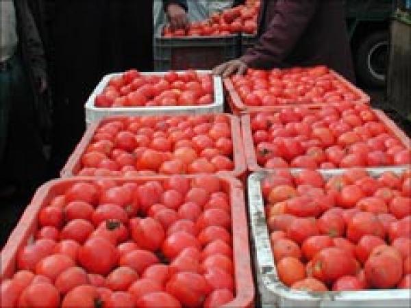Fepex تتهم المغرب بإغراق السوق الأوروبية بالطماطم
