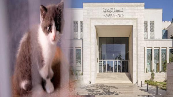 سابقة بمحاكم المملكة..الحكم على قاتل قطة بالحبس النافذ(فيديو)