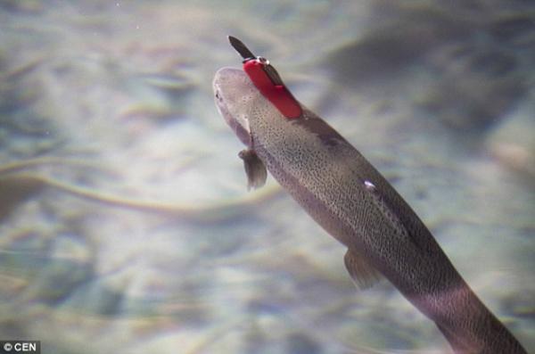 بالفيديو: سمكة بـ 7 أرواح..تسبح بسكينة في رقبتها