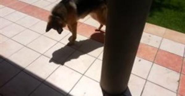 بالفيديو.. رد فعل كلب يرى ظله لأول مرة
