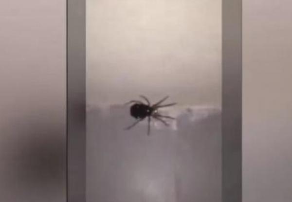 بالفيديو: لحظة ولادة أنثى عنكبوت كبيرة لمئات العناكب الصغيرة