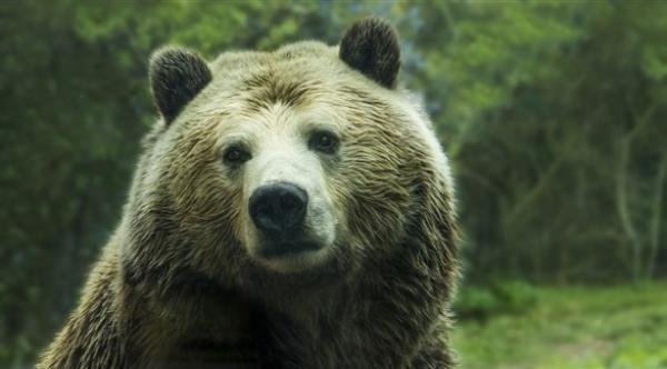 الدببة تنبش القبور في روسيا بحثاً عن الطعام